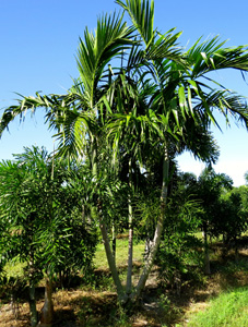 Palm Tree Inventory Palm City Nursery And Landscaping Southwest Florida