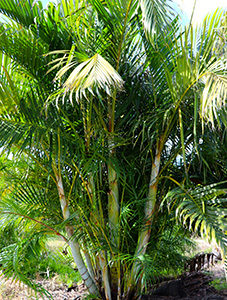 Areca Palms