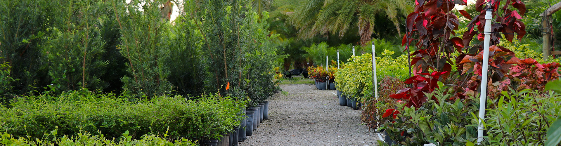 Cape Coral Plant Nursery