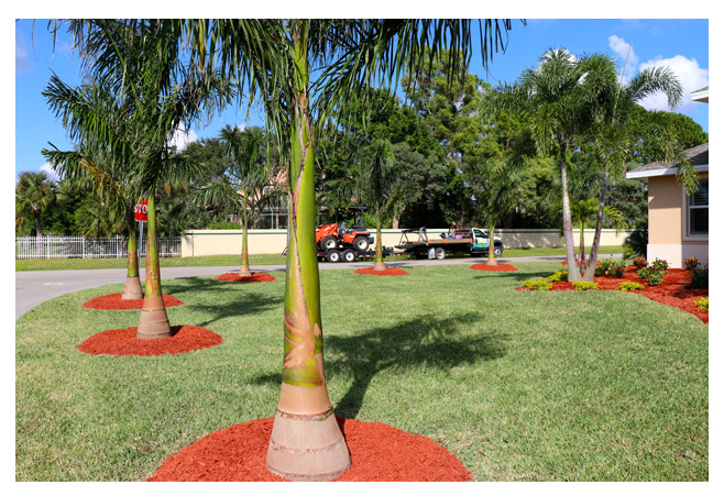 Palm City Nursery And Landscaping, Palm Tree Landscaping