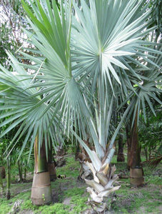 Royal Palm - Mashtal Garden Centers