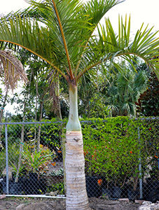 Royal Palm - Mashtal Garden Centers